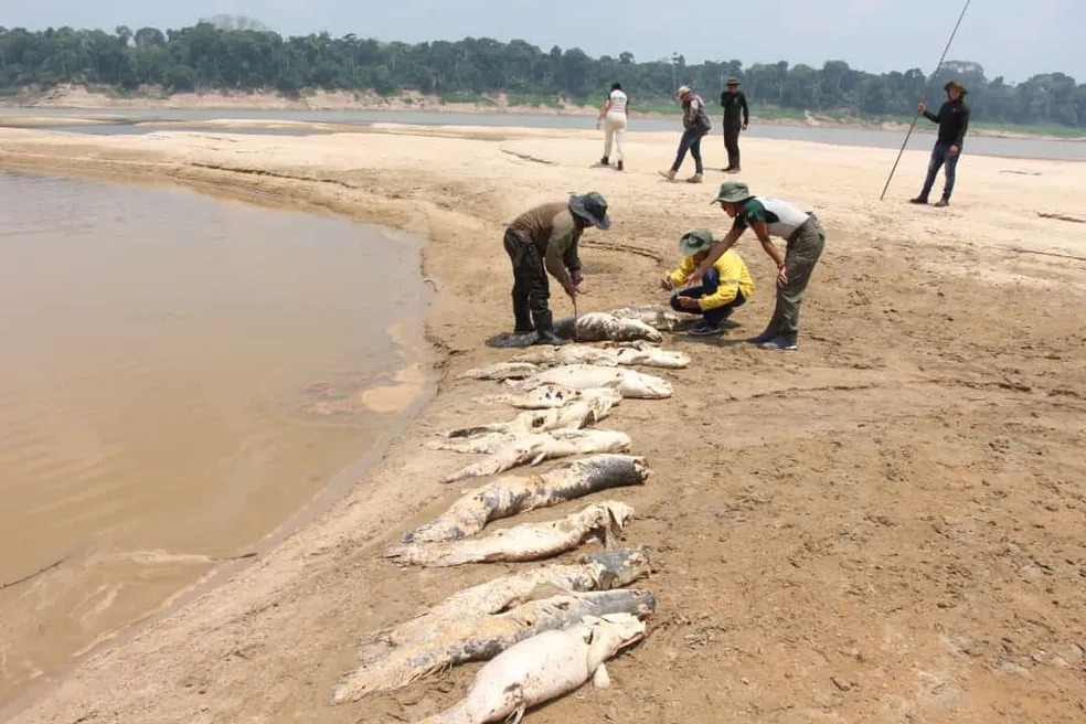 Pesquisadores avaliam os pirarucus que apareceram mortos no rio Tapauá (Foto: Divulgação)