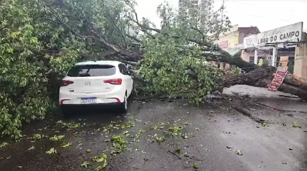 Árvore caída na avenida Joaquim Nabuco causou interdição do trânsito pela manhã (Foto: IMMU)