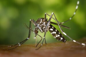Aedes Aegipty, o mosquito da dengue (Foto: Reprodução)
