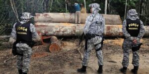 Agentes da Força Nacional em combate à extração ilegal de madeira (Foto: Ibama)
