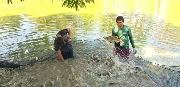 A piscicultura familiar no Amazonas é praticada em pequenas propriedades rurais